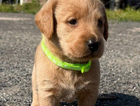 puppy