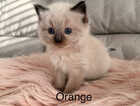 Kitten