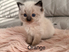 orange collar