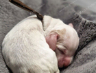 winnie