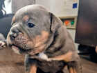 Puppy