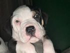 puppy