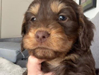puppy