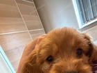 puppy