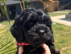 puppy