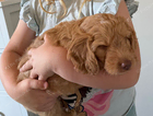 puppy