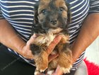 puppy