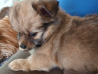 puppy