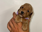 puppy