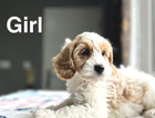 puppy