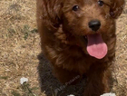 puppy