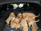 Puppy