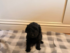 puppy