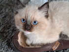 Kitten
