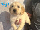 Puppy