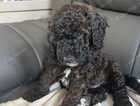 Puppy