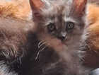 Kitten