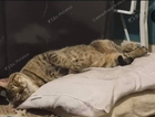 Lost Tabby cat