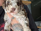 puppy