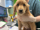 puppy