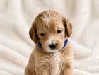 Puppy