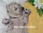 Puppy