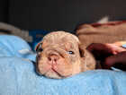 Puppy