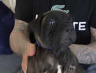 Puppy