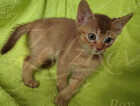 Kitten
