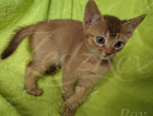 kitten