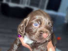 Puppy