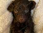 Puppy