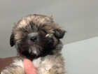 Puppy