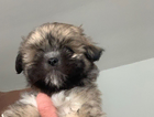 puppy