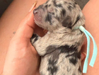 puppy