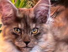 kitten