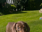 puppy