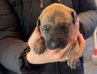puppy