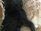 Kitten
