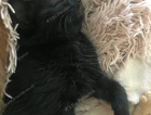 kitten