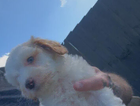 red puppy