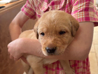 puppy