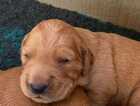 Puppy