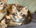 Kitten