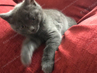 4 kittens
