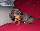 Puppy