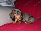 puppy