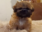 puppy