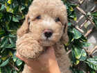 Puppy
