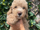 puppy